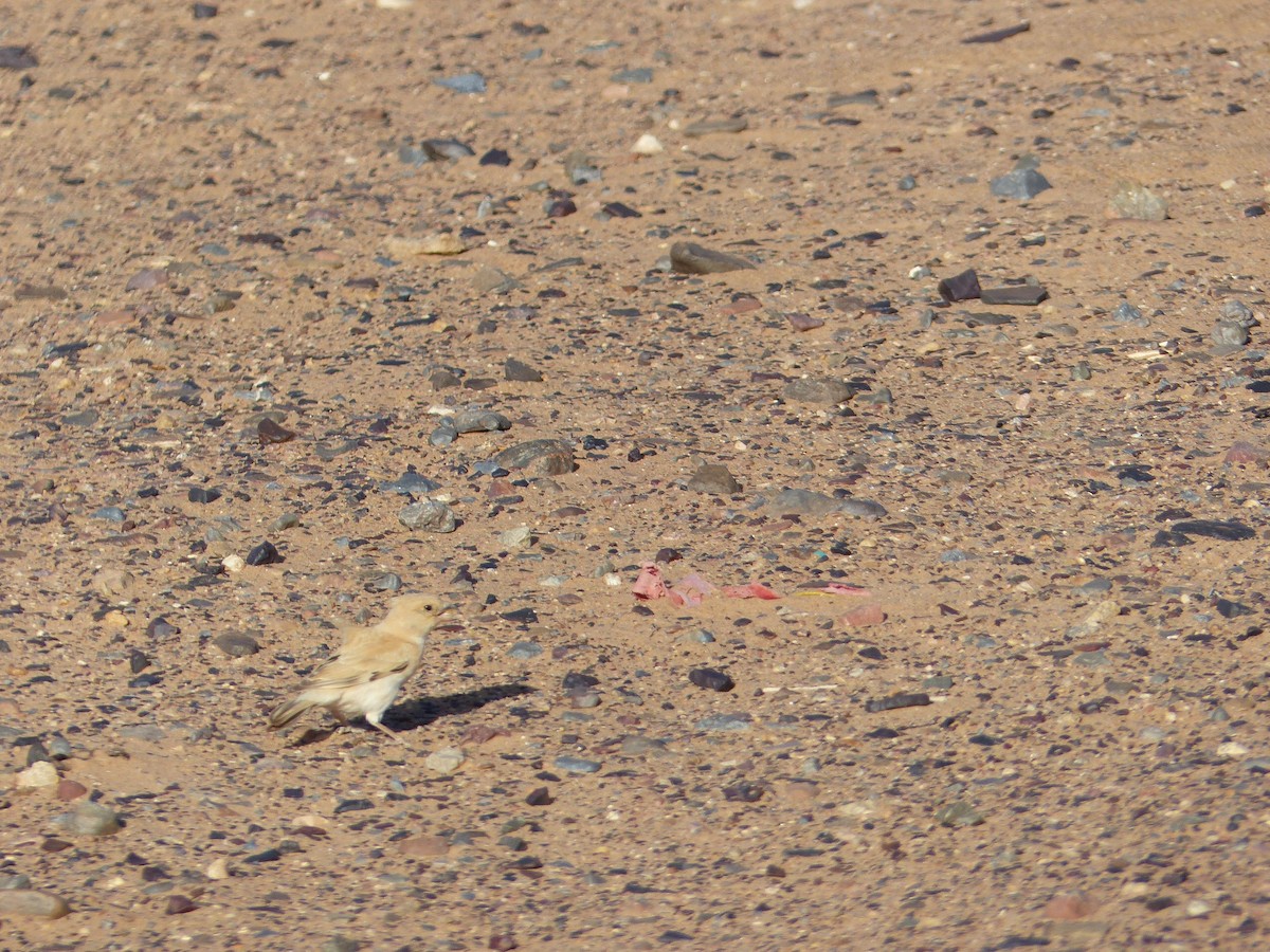 Desert Sparrow - ML619405355