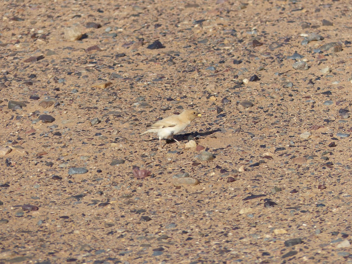 Desert Sparrow - ML619405360