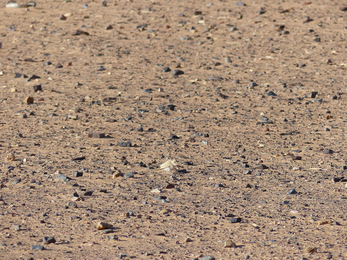Desert Sparrow - ML619405363