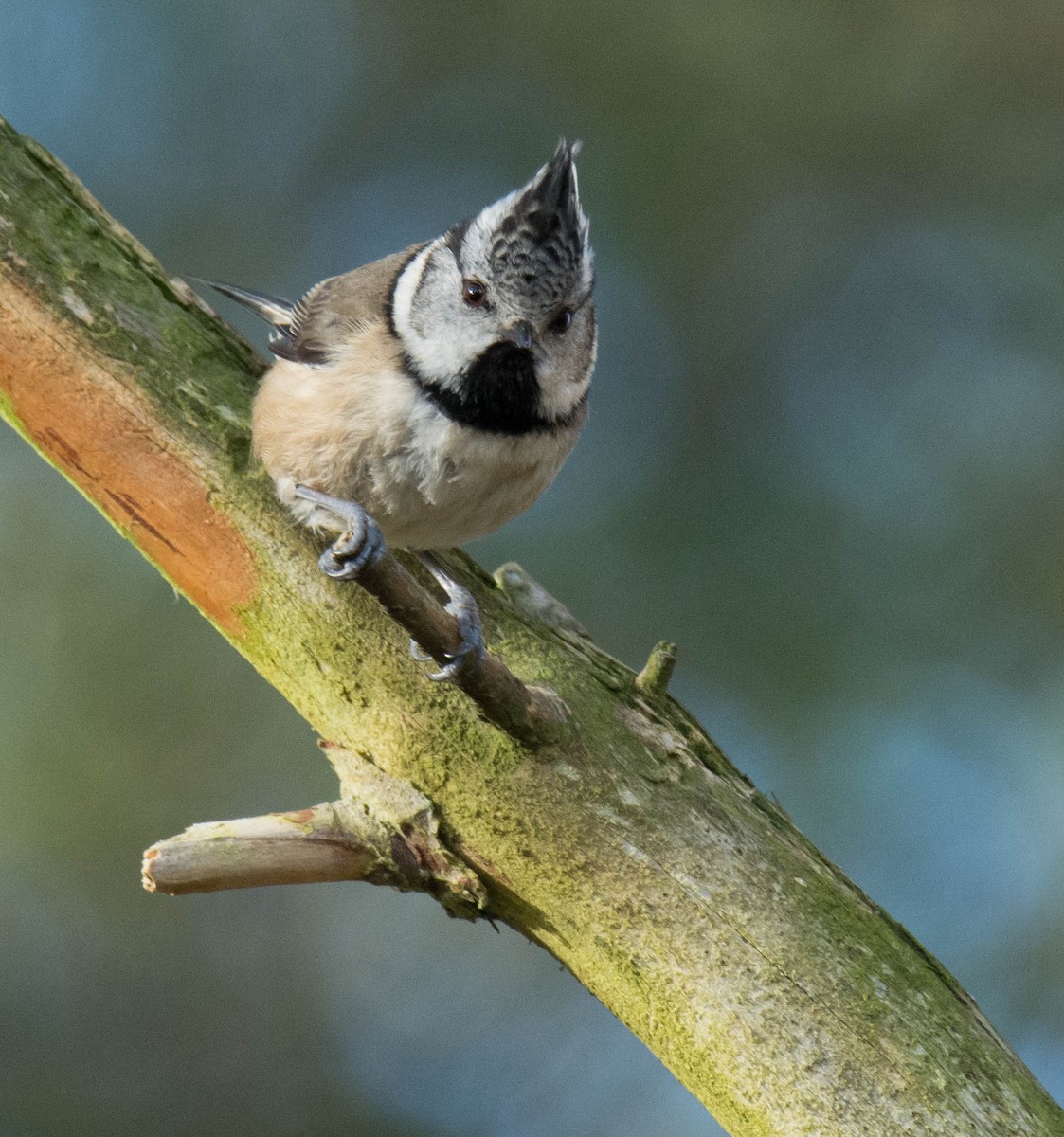 Crested Tit - ML619405366