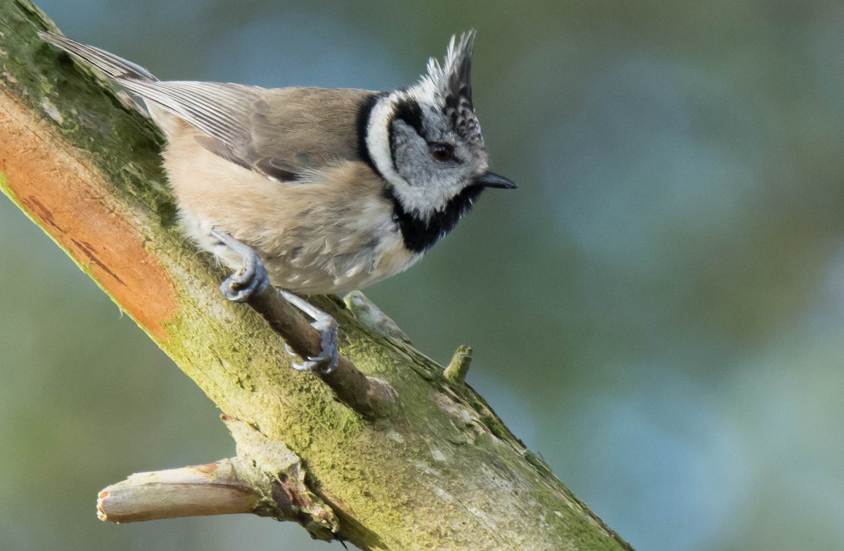Crested Tit - ML619405367