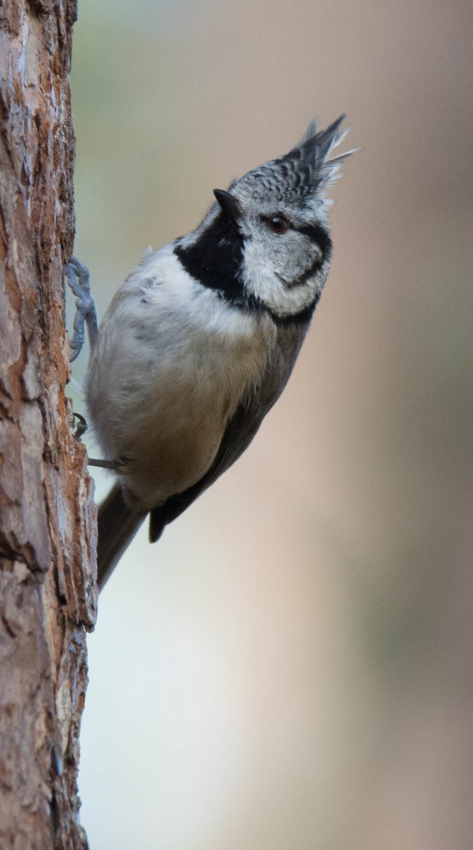 Crested Tit - ML619405368
