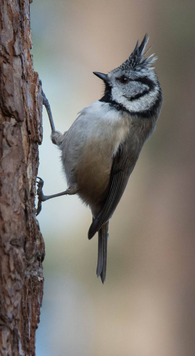 Crested Tit - ML619405369
