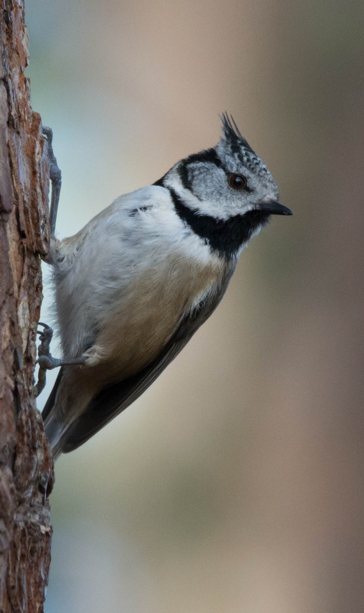 Crested Tit - ML619405370