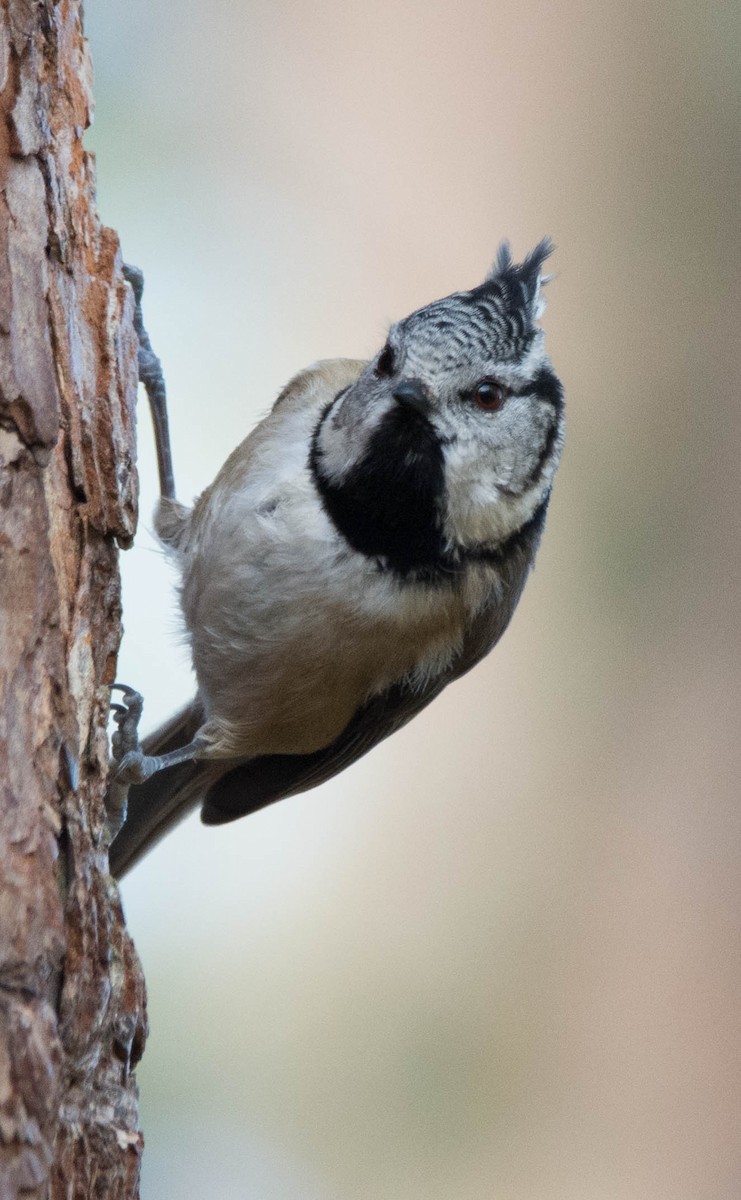 Crested Tit - ML619405371