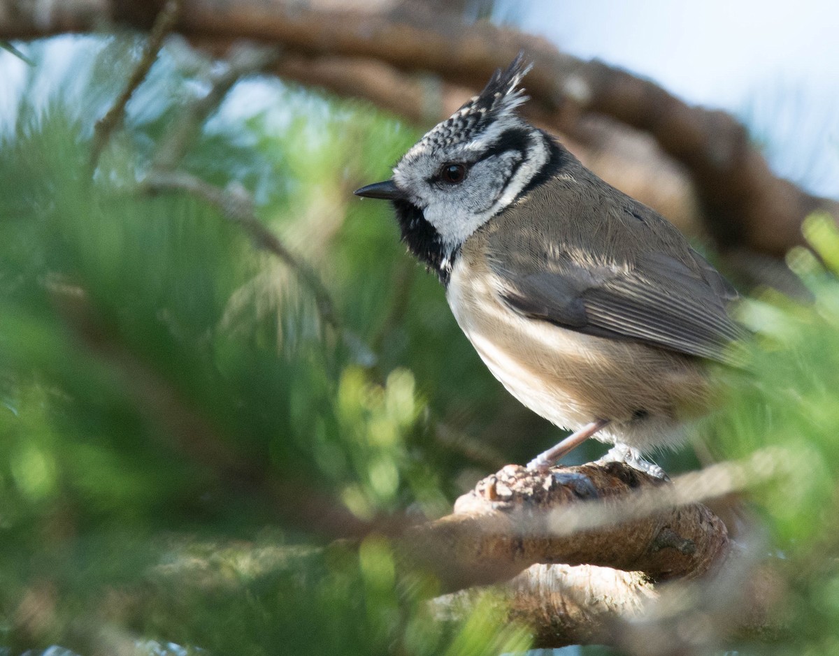 Crested Tit - ML619405372