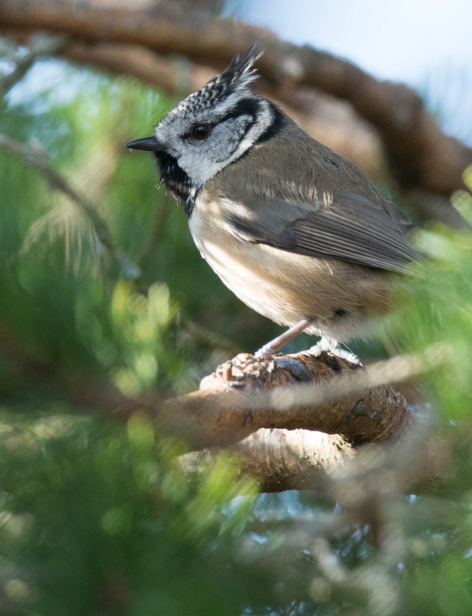 Crested Tit - ML619405373