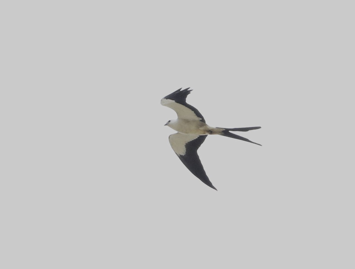 Swallow-tailed Kite - ML619405381