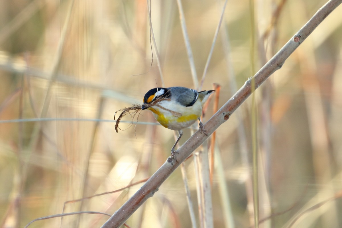 Streifenpanthervogel - ML619405448