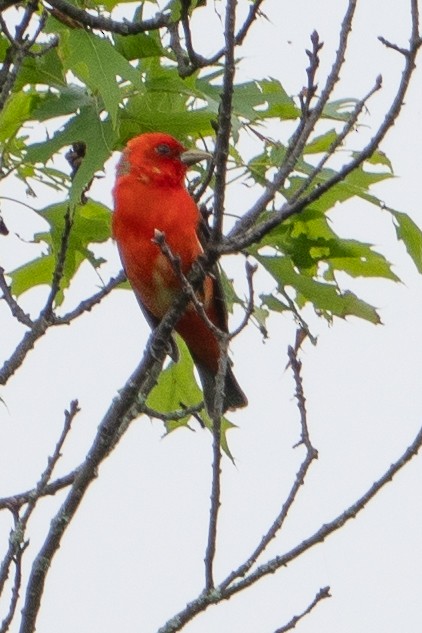 Scarlet Tanager - ML619405541