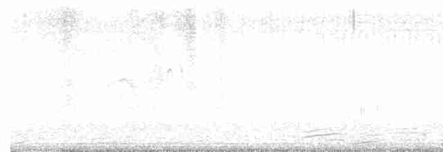 Светлобрюхий фиби - ML619405576