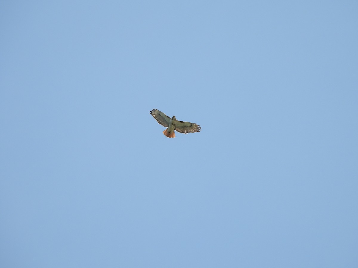 Red-tailed Hawk - ML619405577