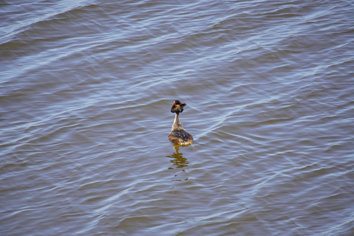 Great Crested Grebe - ML619405589