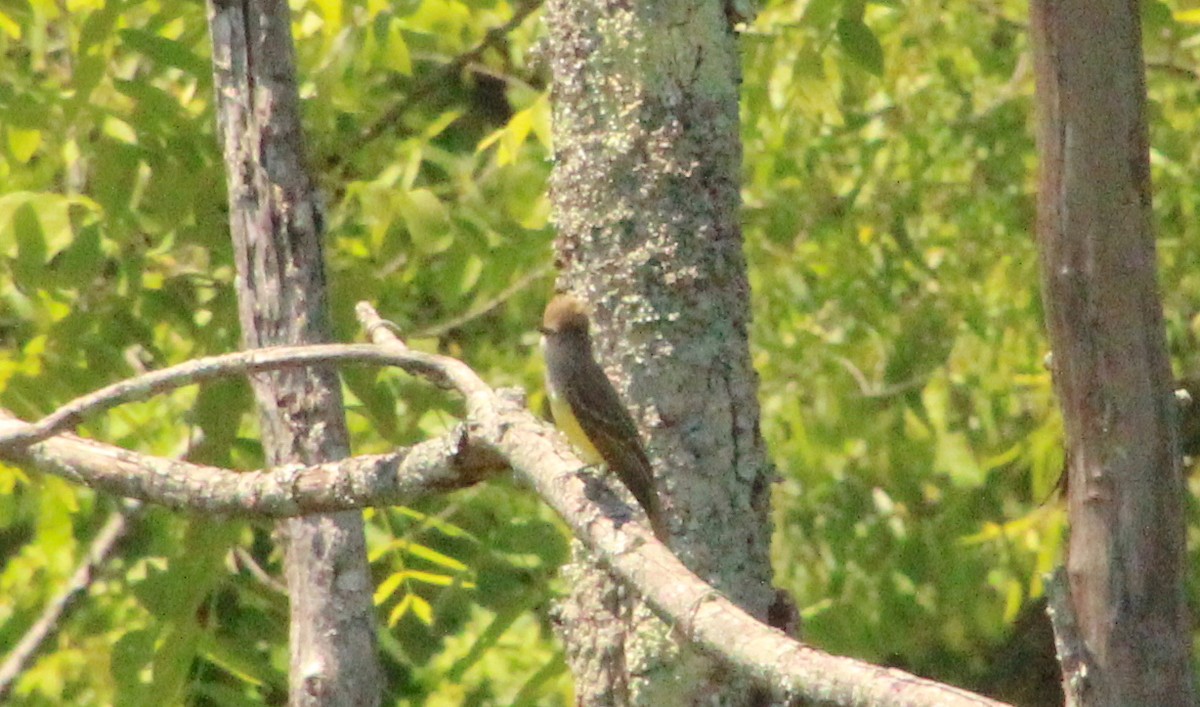 Great Crested Flycatcher - ML619405605