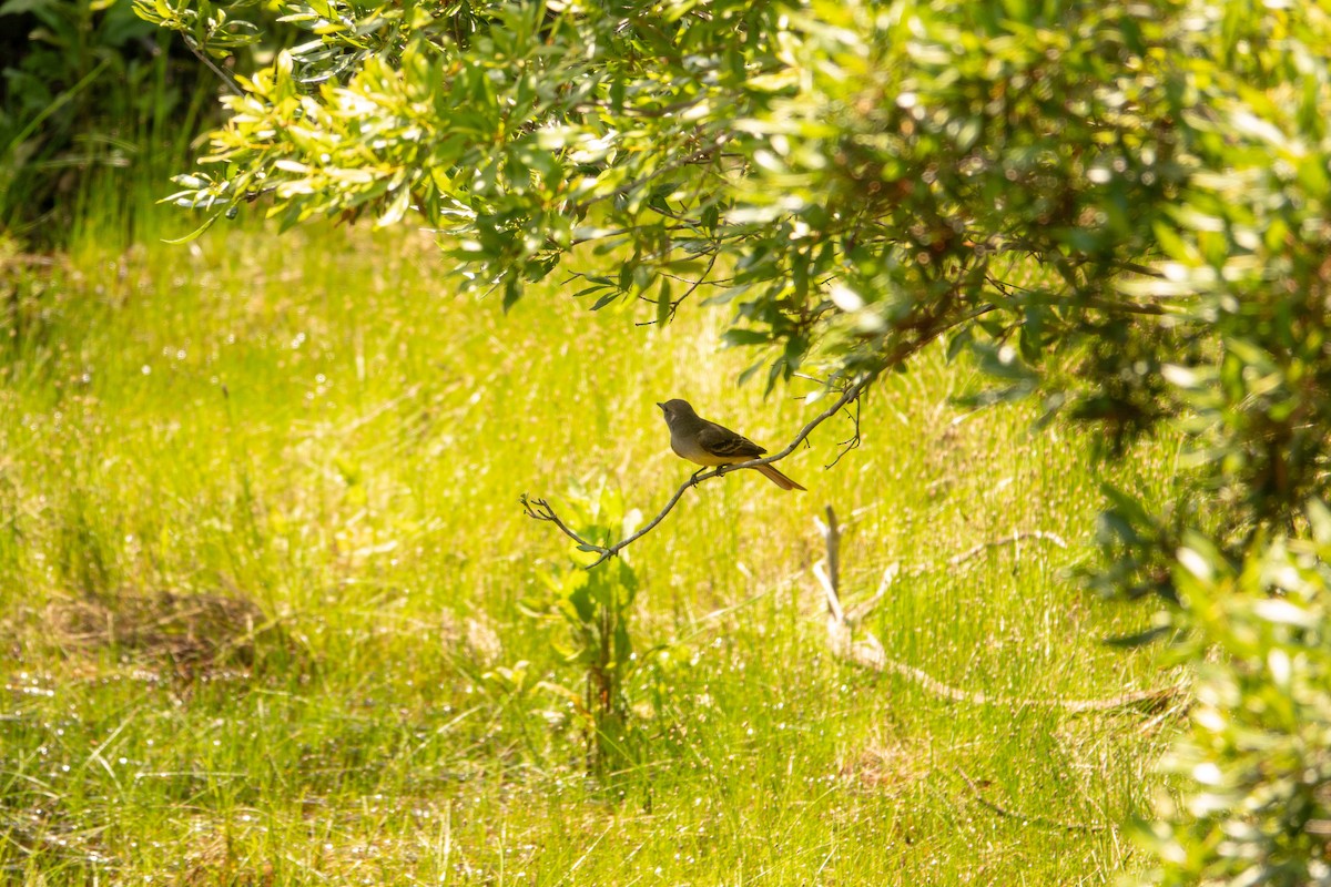 Great Crested Flycatcher - ML619405611
