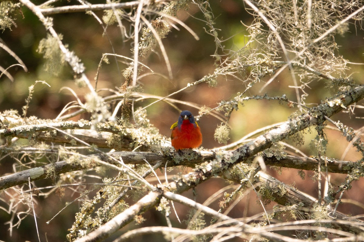Painted Bunting - ML619405623