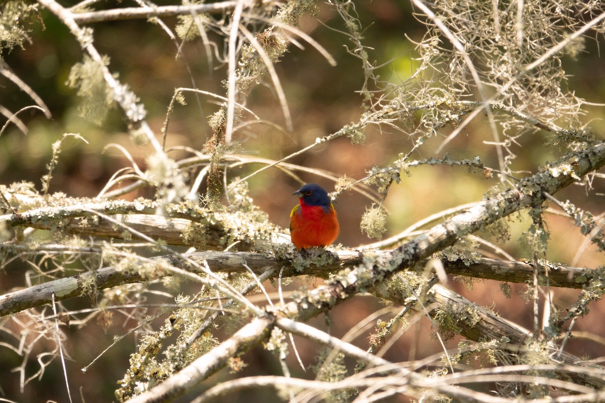 Painted Bunting - ML619405624