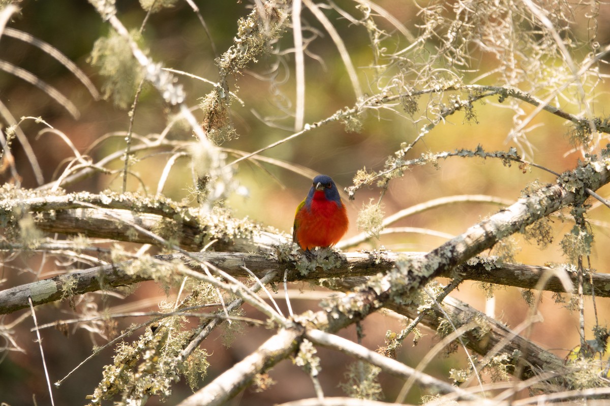Painted Bunting - ML619405625