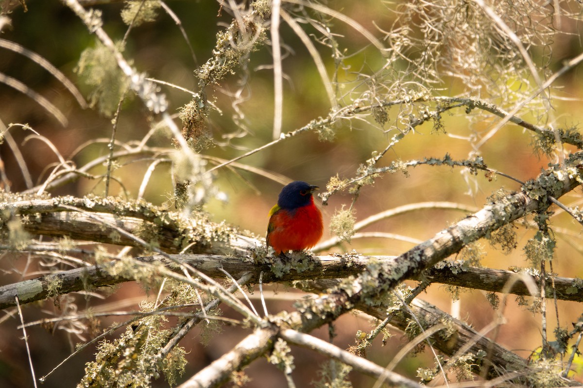 Painted Bunting - ML619405626