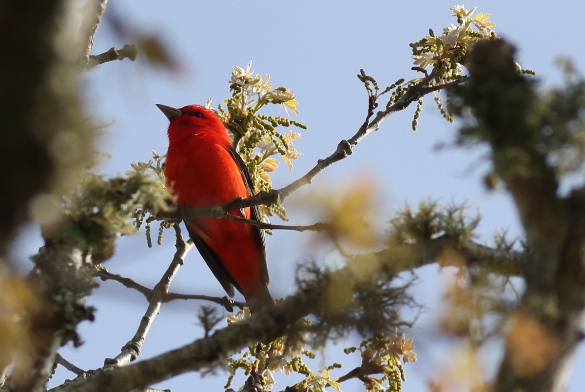 Scarlet Tanager - ML619405631