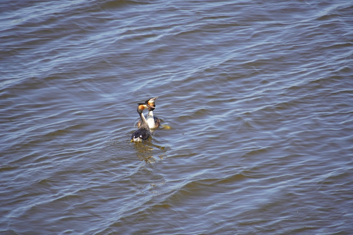 Great Crested Grebe - ML619405633