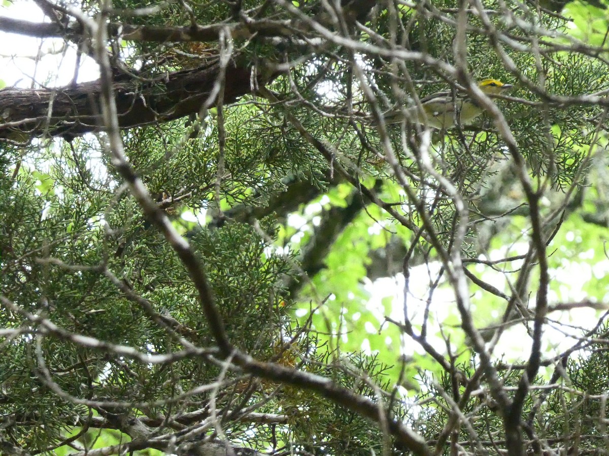 Black-throated Green Warbler - ML619405653
