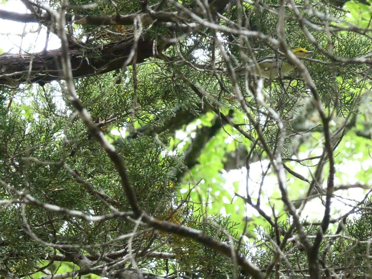 Black-throated Green Warbler - ML619405654