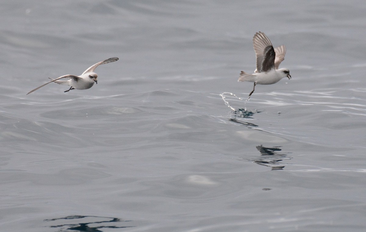 Fork-tailed Storm-Petrel - ML619405662