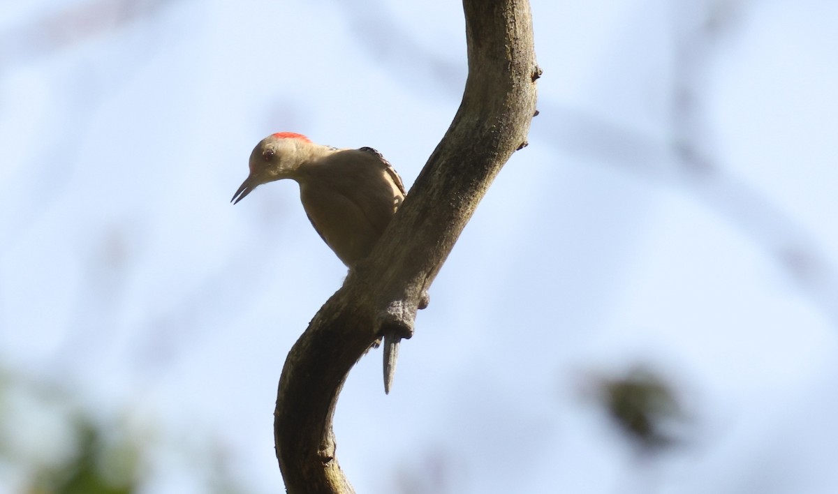 Red-bellied Woodpecker - ML619405683