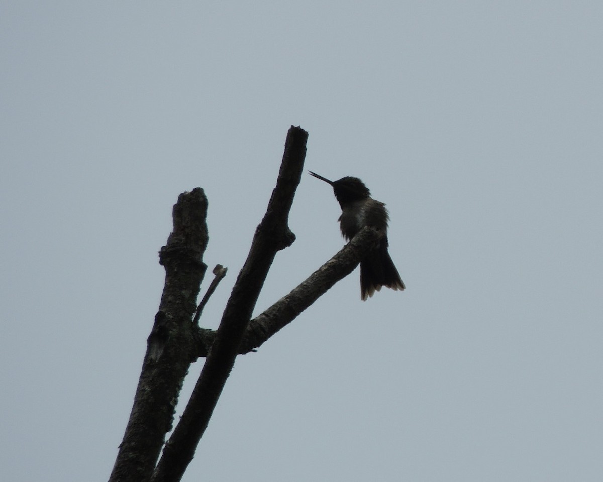 Ruby-throated Hummingbird - ML619405746