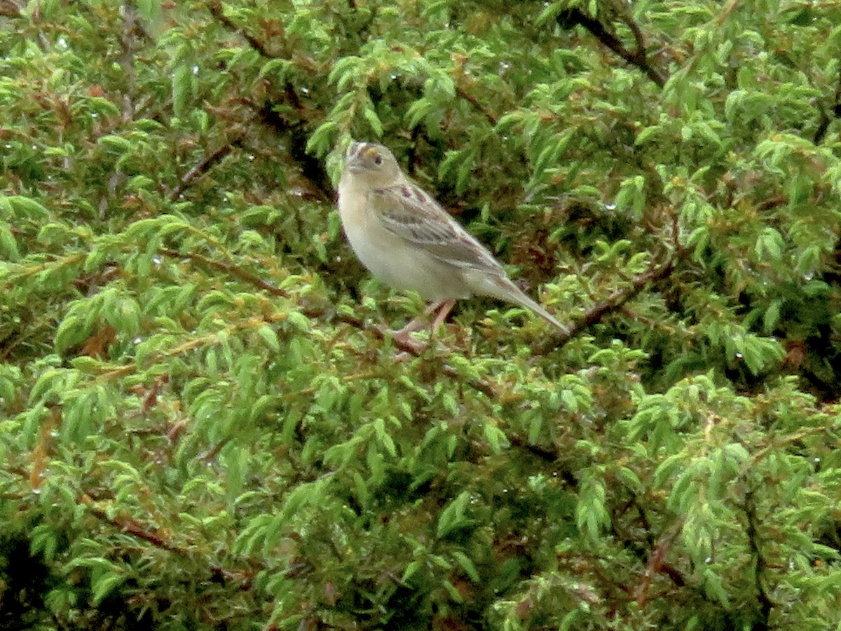 Grasshopper Sparrow - ML619405774