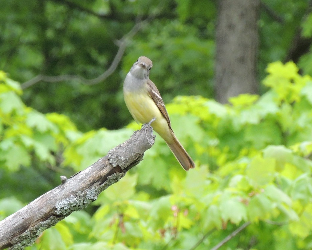 Great Crested Flycatcher - ML619405781
