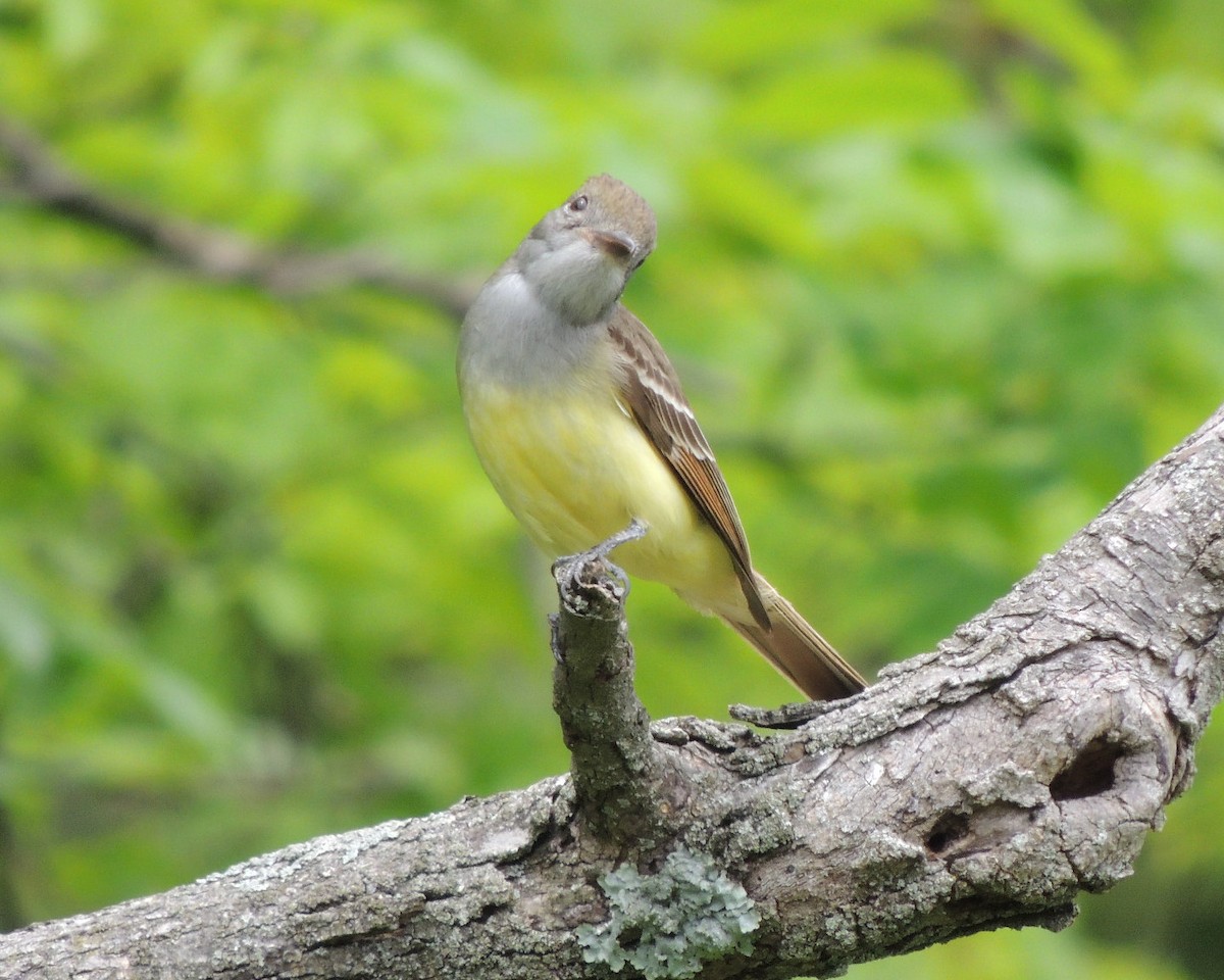 Great Crested Flycatcher - ML619405782