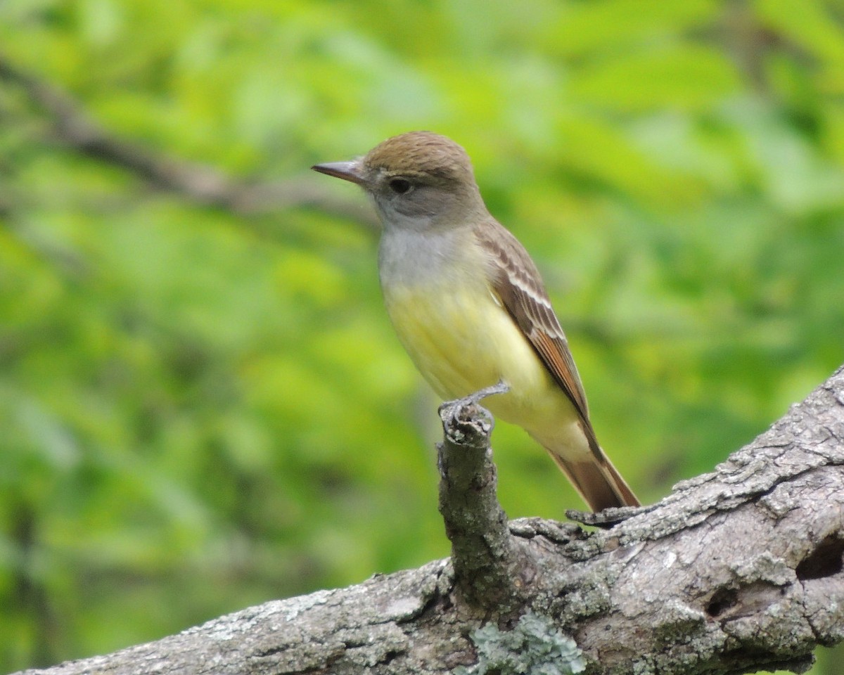 Great Crested Flycatcher - ML619405783