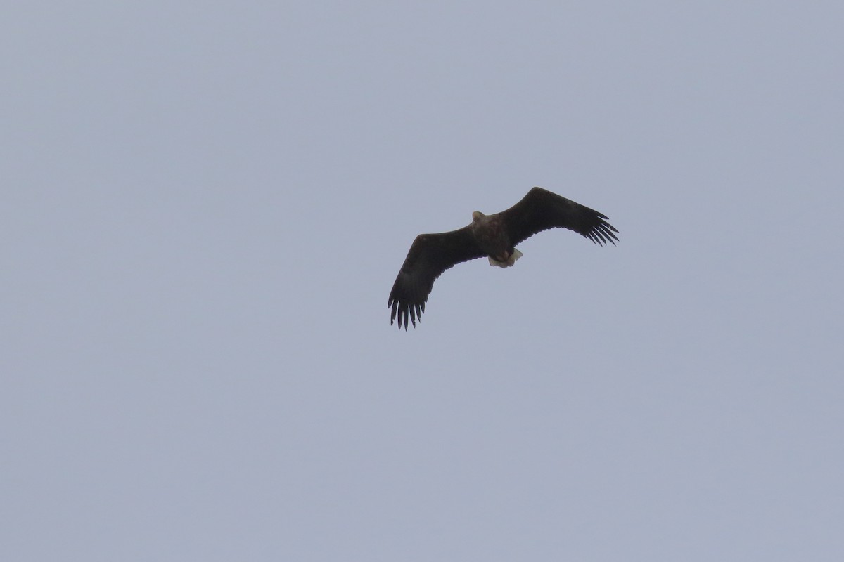 White-tailed Eagle - ML619405786