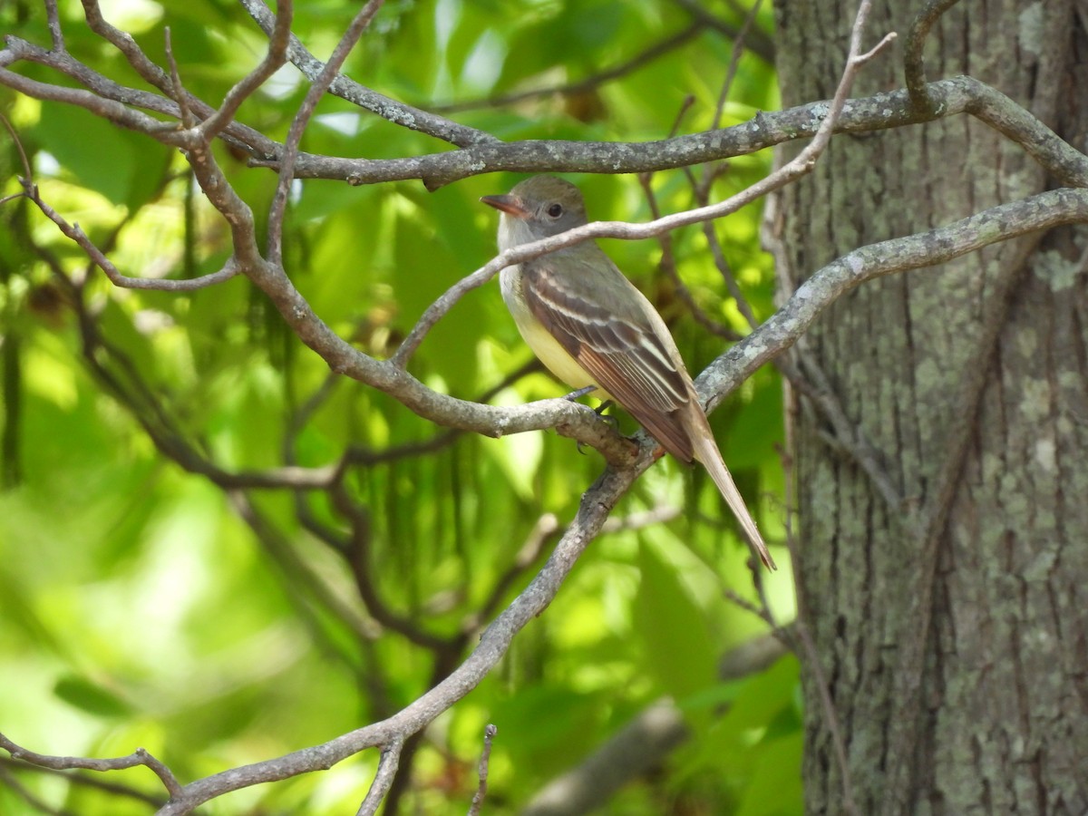 Great Crested Flycatcher - ML619405796