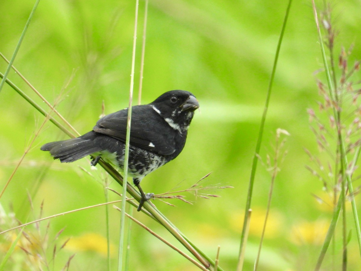 Variable Seedeater - ML619405873