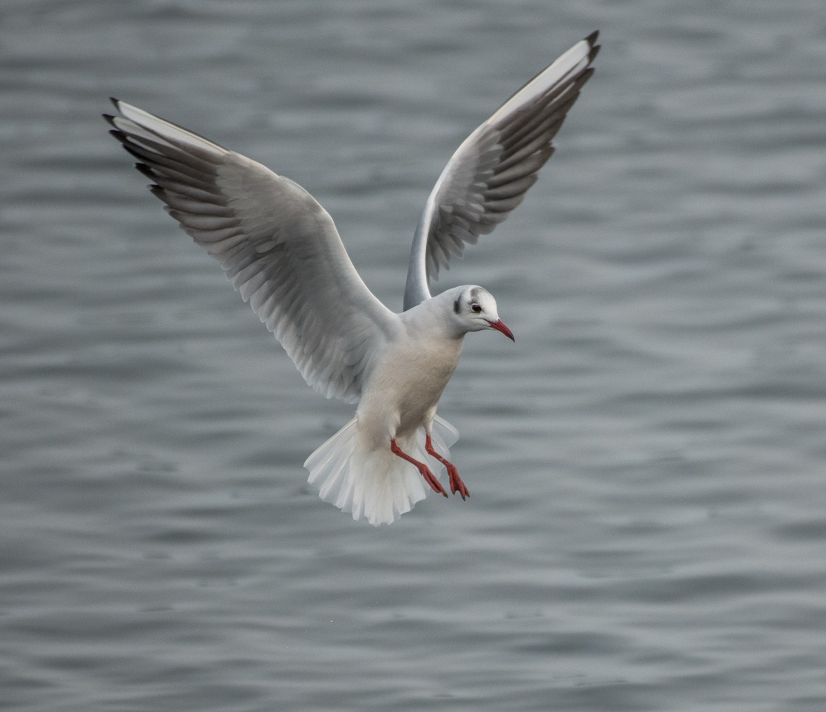 Mouette rieuse - ML619405937