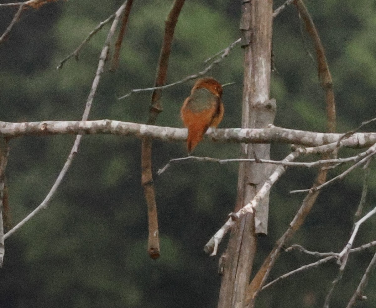 Rufous/Allen's Hummingbird - ML619405968