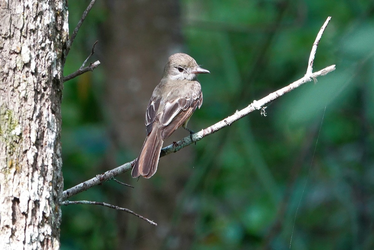 Great Crested Flycatcher - ML619405971