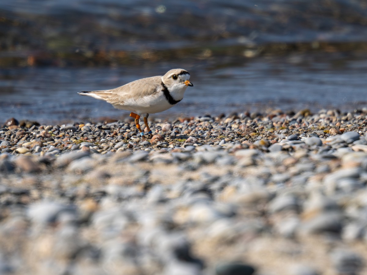 Piping Plover - ML619405986