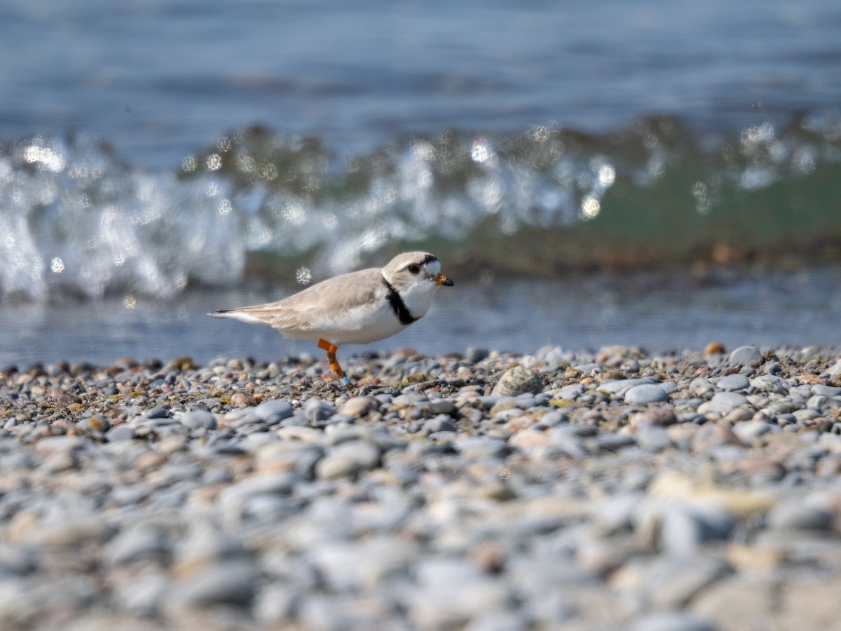 Piping Plover - ML619405987