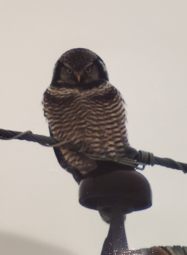 Northern Hawk Owl - ML619406018