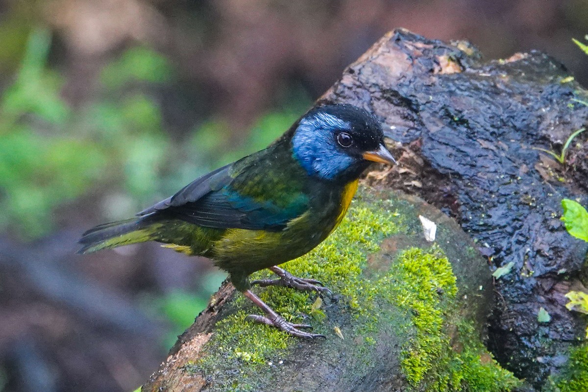 Moss-backed Tanager - ML619406044