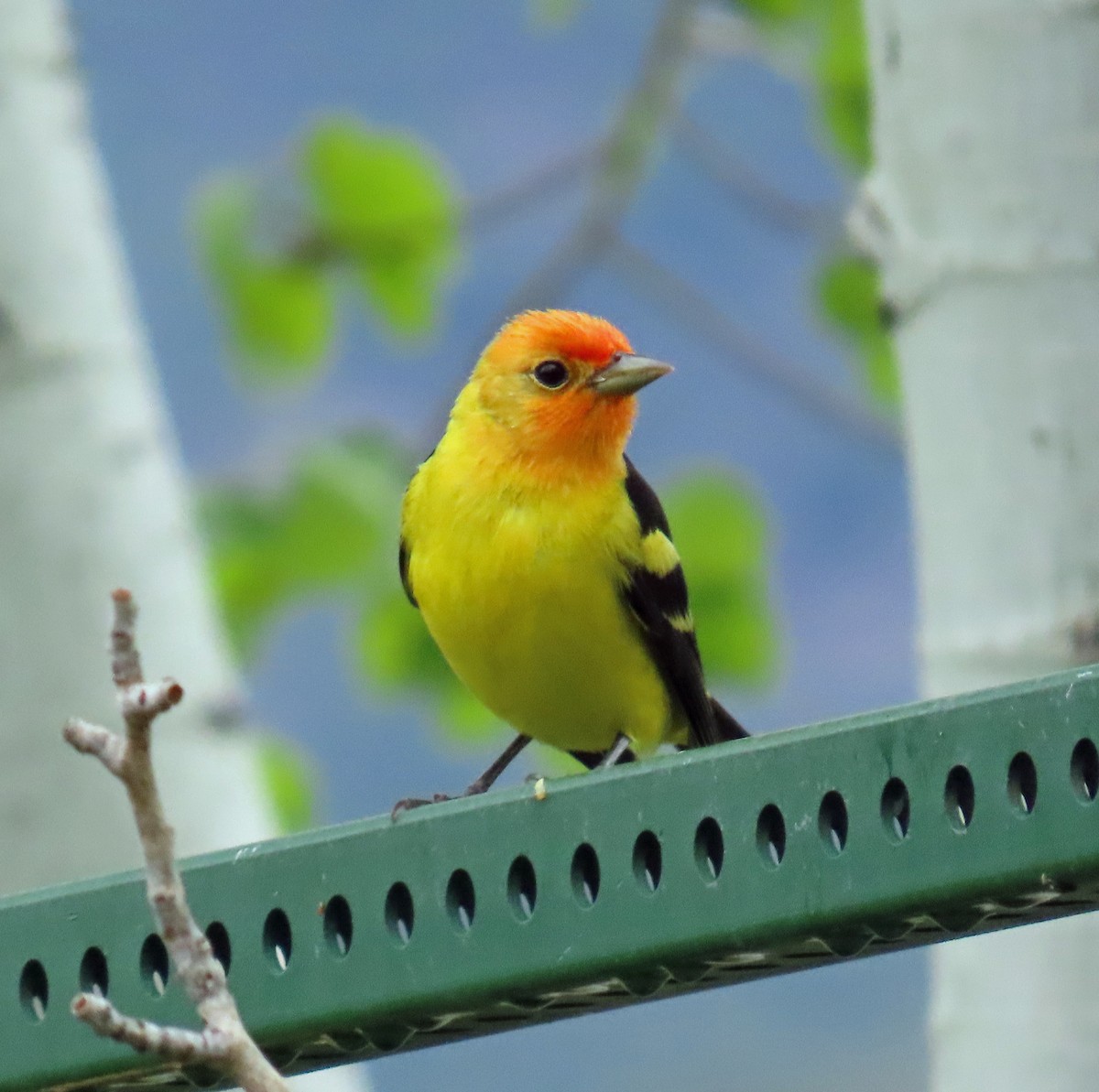 Western Tanager - ML619406051