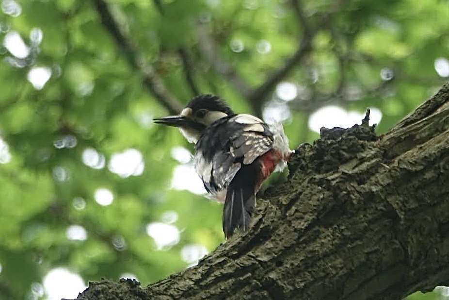Great Spotted Woodpecker - ML619406086