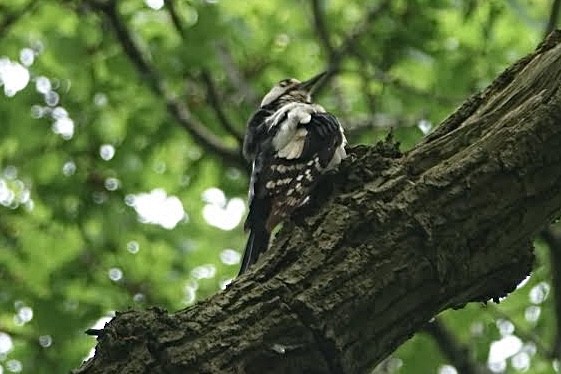 Great Spotted Woodpecker - ML619406087