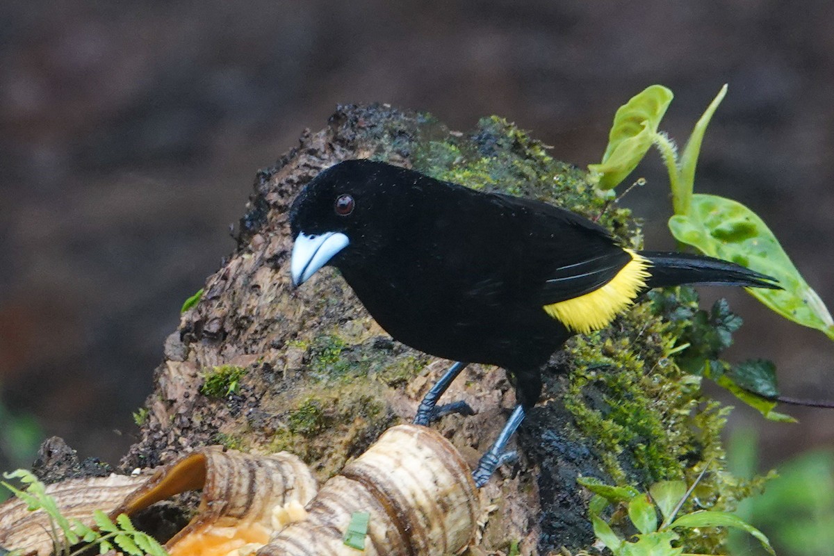 Flame-rumped Tanager - ML619406123