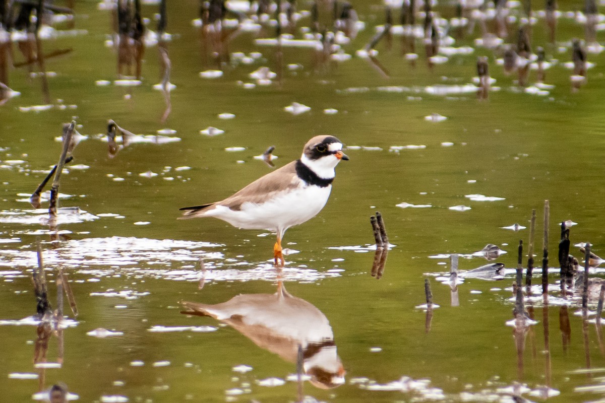 Semipalmated Plover - ML619406129