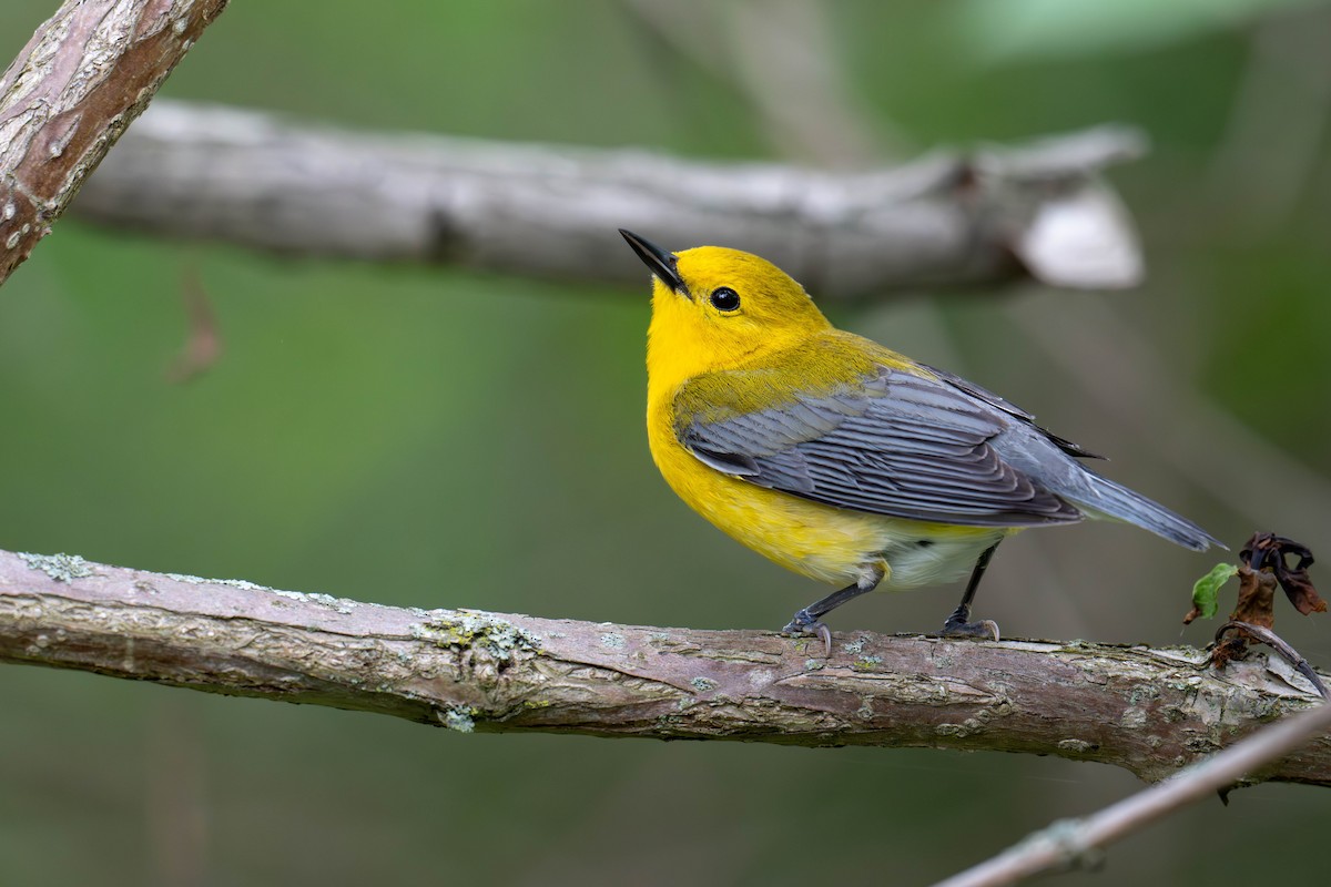 Prothonotary Warbler - ML619406138